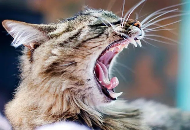 В норме кошачьи зубы должны иметь белый оттенок