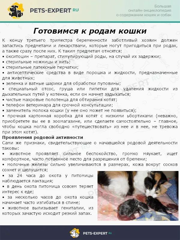 Готовимся к родам кошки