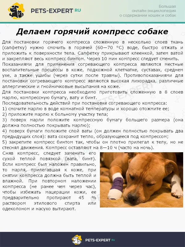 Делаем компресс собаке