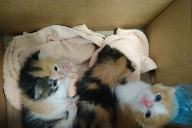 Желательно держать котят в коробках или ящиках, через которые они не могли бы переползти