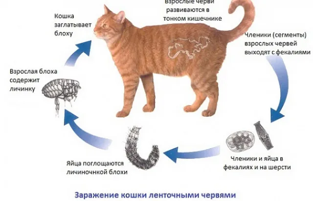 Жизненный цикл ленточного червя