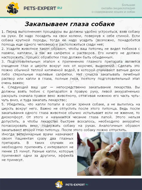 Закапываем глаза собаке