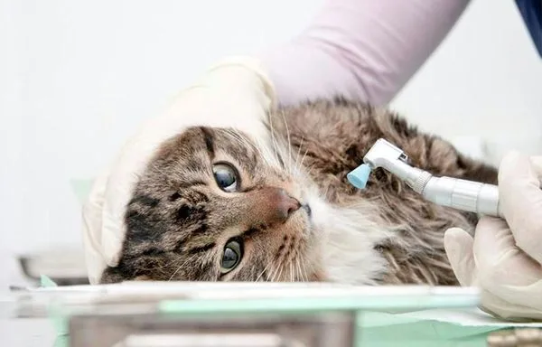 Зубной камень у кошек