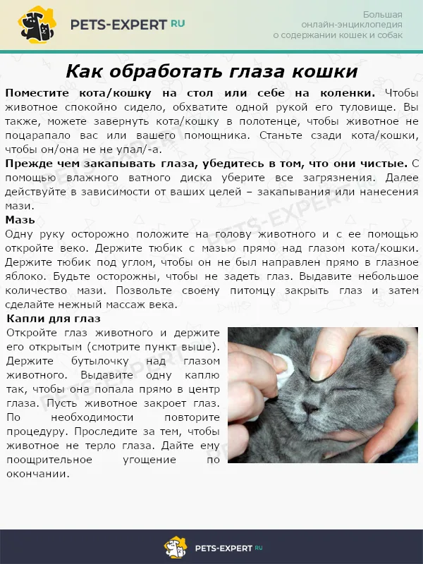 Как обработать глаза кошки
