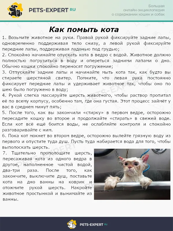 Как помыть кота
