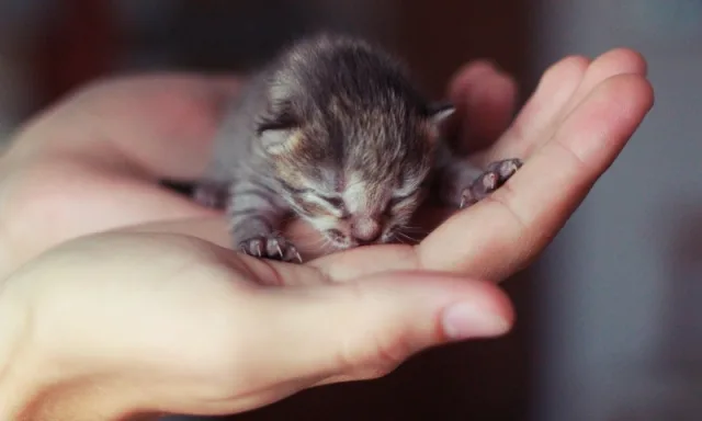 Котята, рано обретшие самостоятельность, могут иметь проблемы с доверием в будущем
