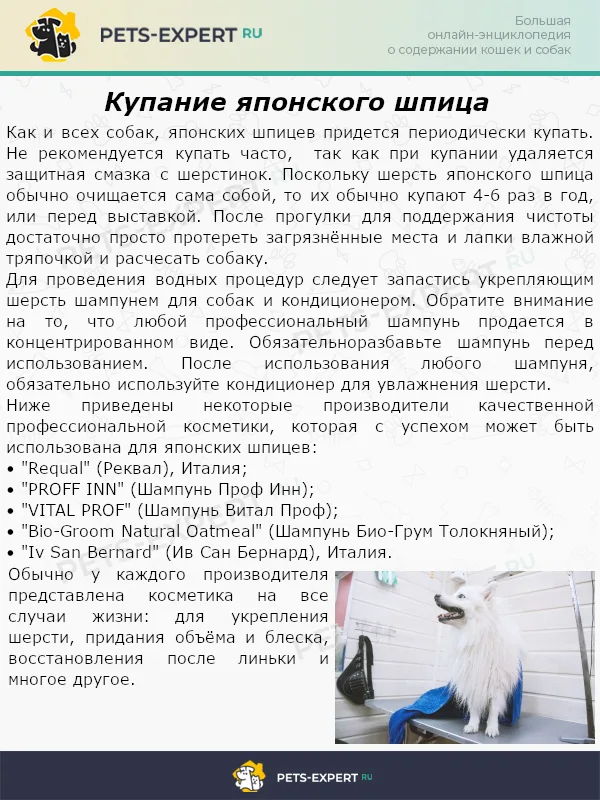 Купание японского шпица