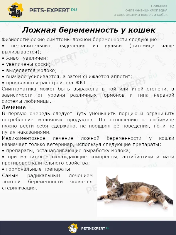 Ложная беременность у кошек