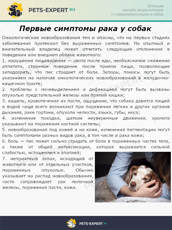 Первые симптомы рака у собак