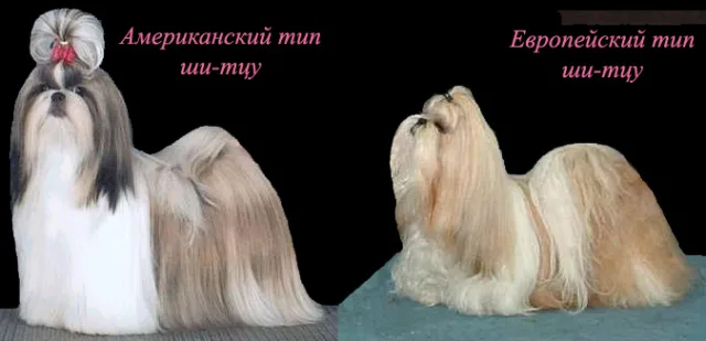 Подвиды породы Ши тцу