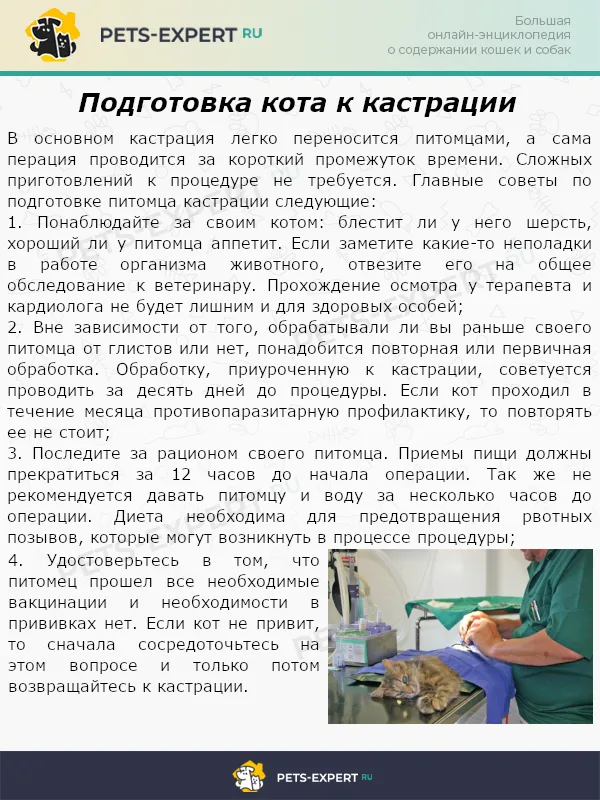Подготовка кота к кастрации