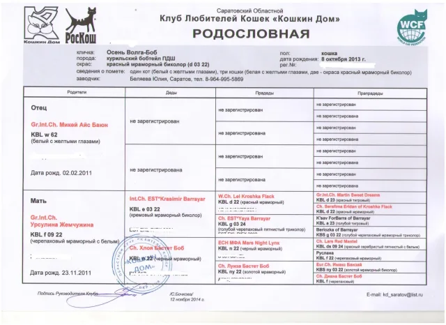 Пример родословной кошки