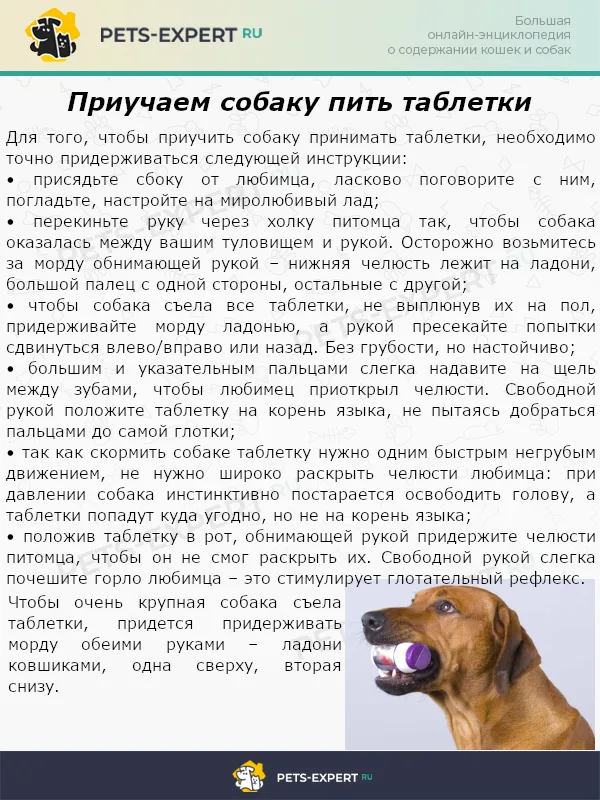 Приучаем собаку пить таблетки
