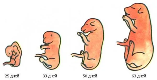 Развитие эмбриона по дням