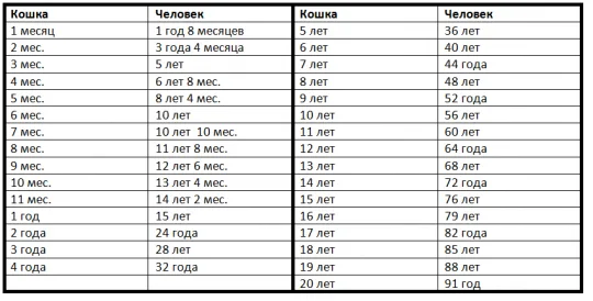 Соотношение возраста кошки и возраста человека
