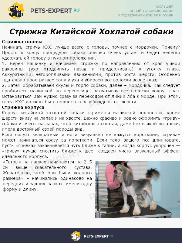 Стрижка Китайской Хохлатой собаки