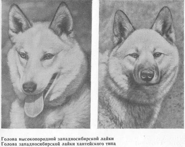 Типы Западносибирских лаек