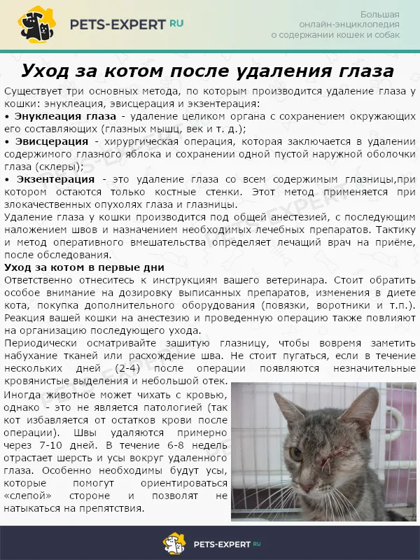 Уход за котом после удаления глаза