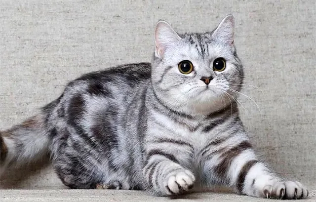Шотландская кошка