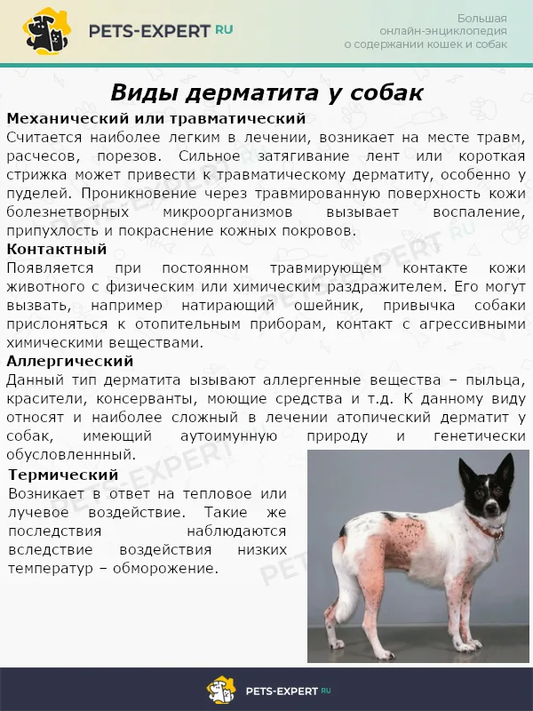 Виды дерматита у собак