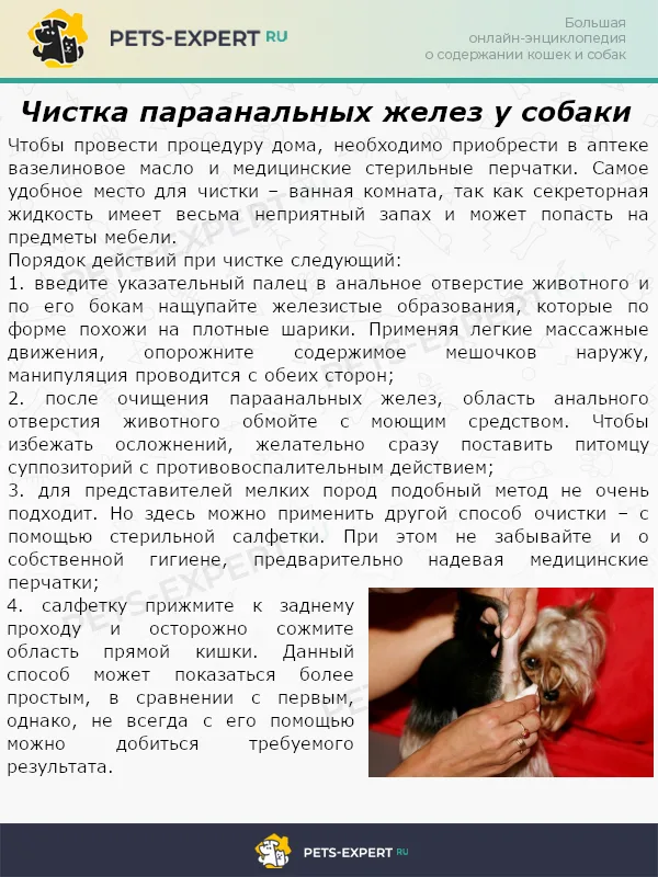 Чистка параанальных желез у собаки
