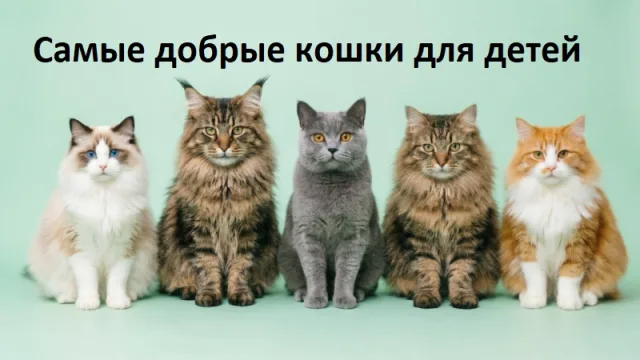 Самые добрые кошки для детей: 10 пород, которые хорошо подходят семье