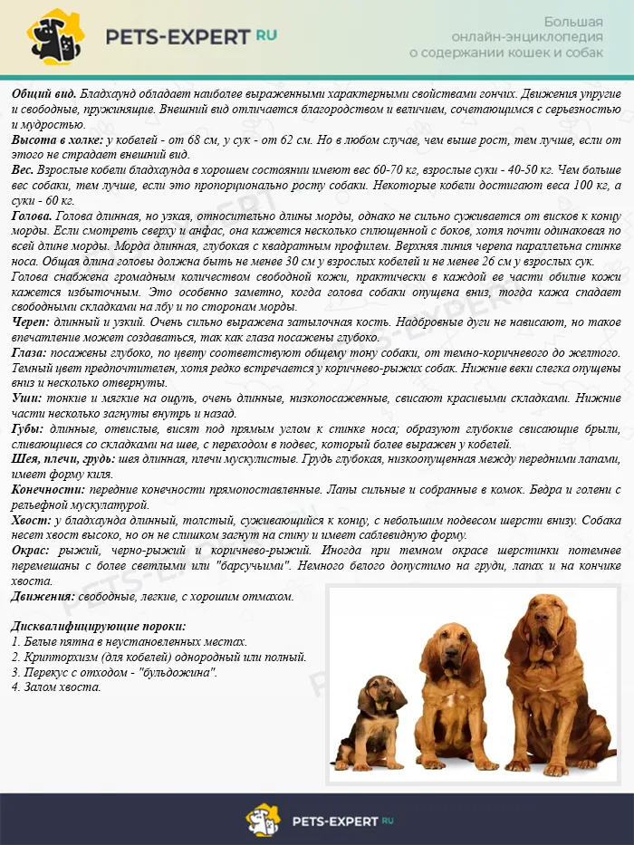 Бладхаунд. Стандарт FCI