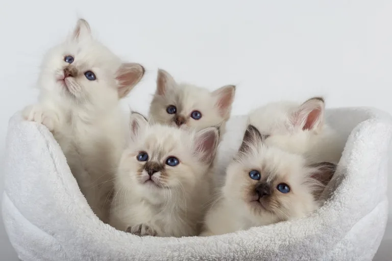 Котята священной бирмы