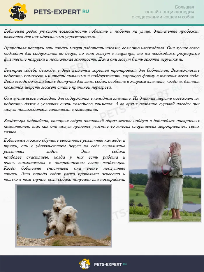 Образ жизни бобтейлов