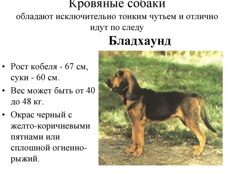 Параметры собаки Бладхаунд