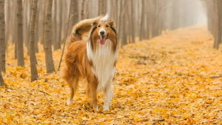 Колли обладают спокойным нравом, острым умом, любовью к детям и заботой обо всех членах семьи