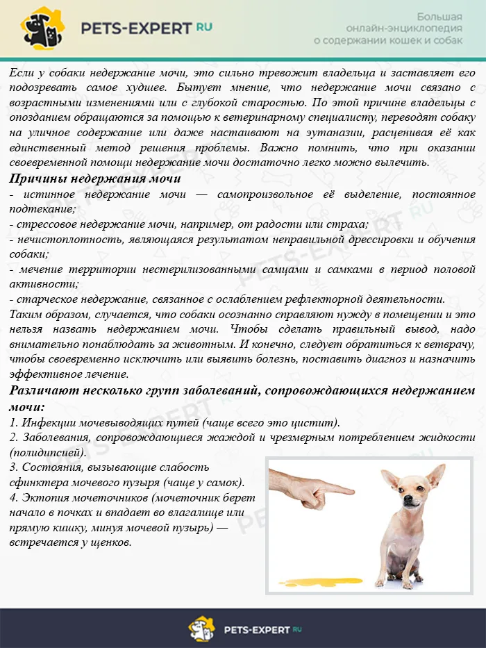 Причины недержания мочи у собаки