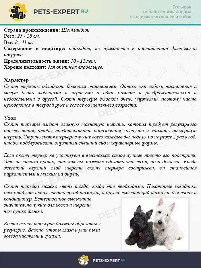 Скотч-терьер