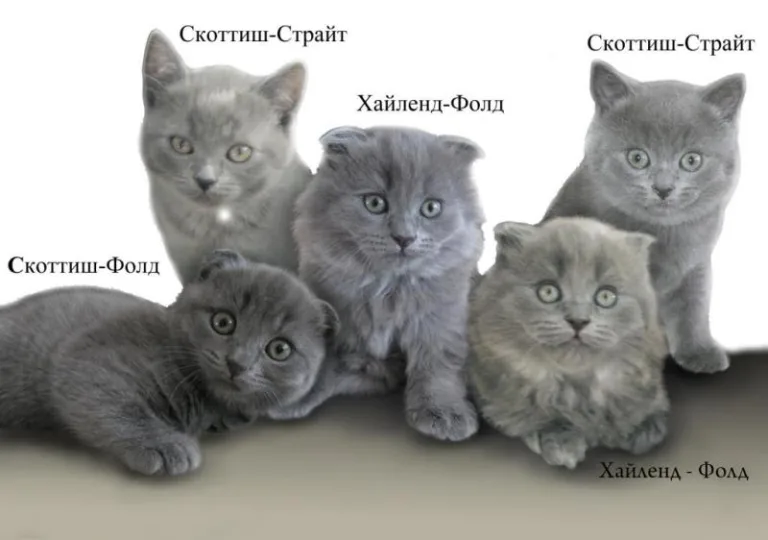 Виды британских и шотландских кошек