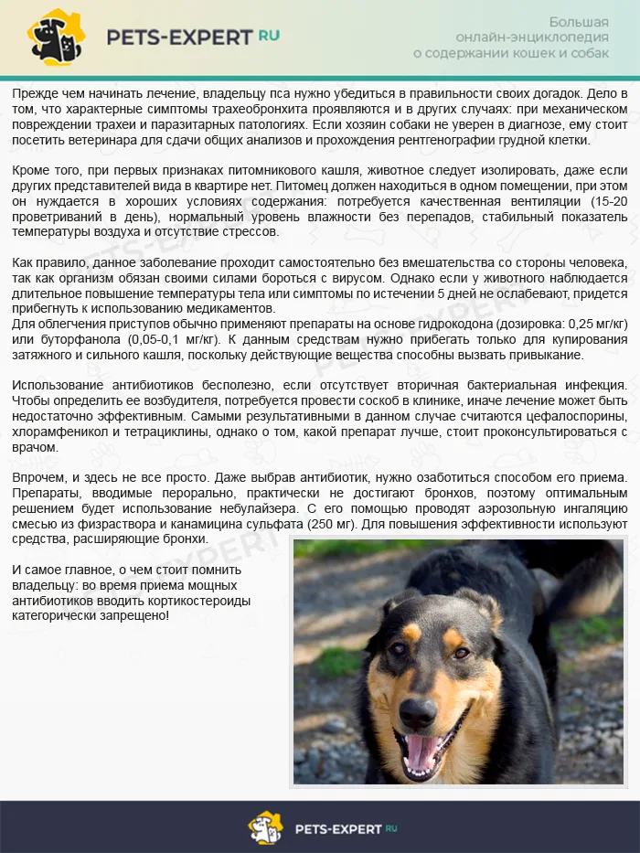 Диагностика и терапия питомникового кашля