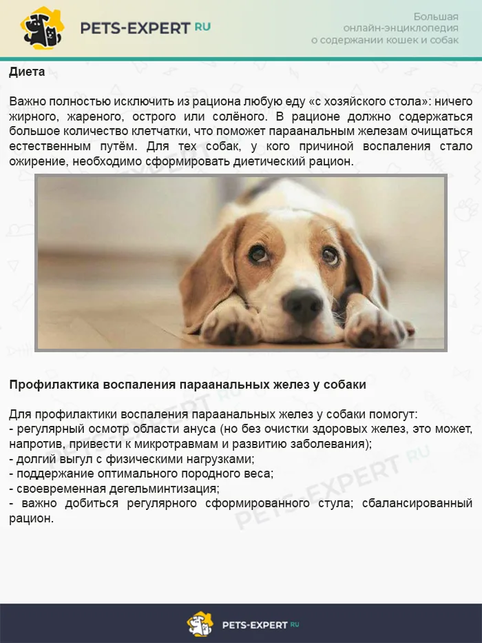Диета и профилактика воспаления параанальных желез у собаки