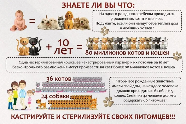Зачем кастрировать и стерилизовать питомцев