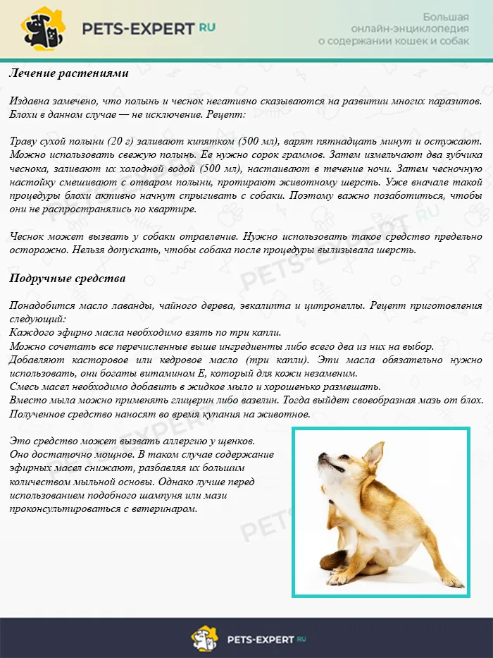 Избавление от блох народными средствами