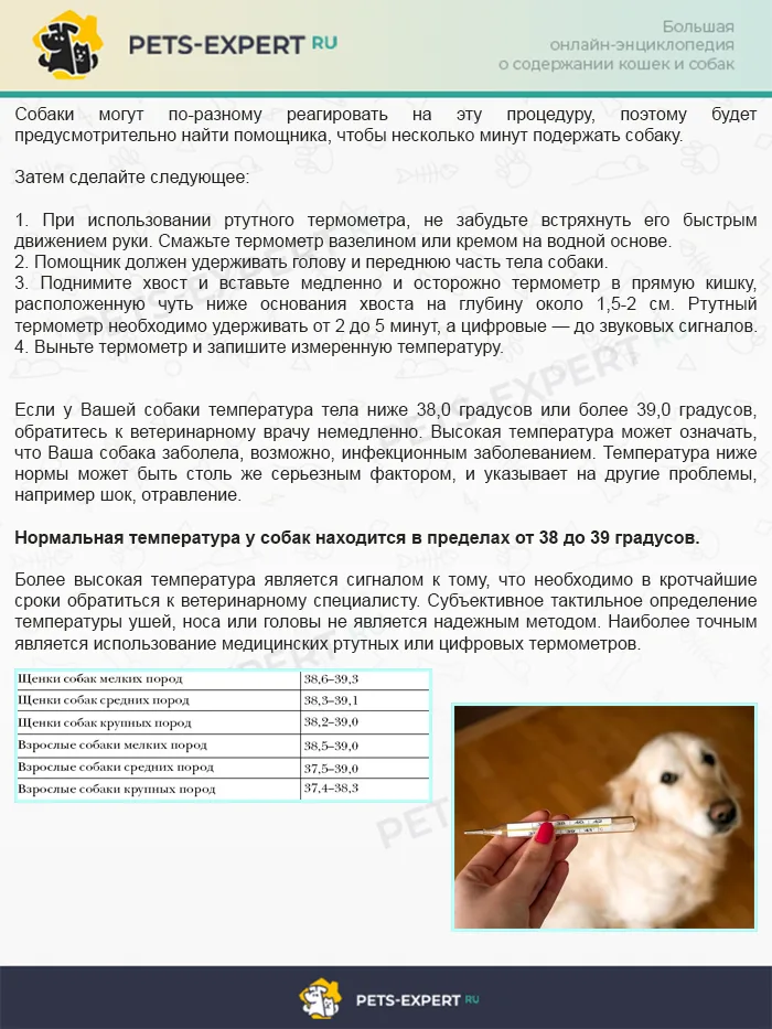 Инструкция о том, как померить температуру у собаки