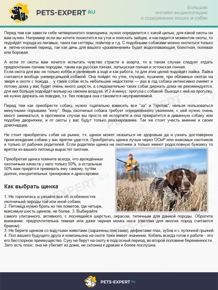 Как выбрать охотничью собаку