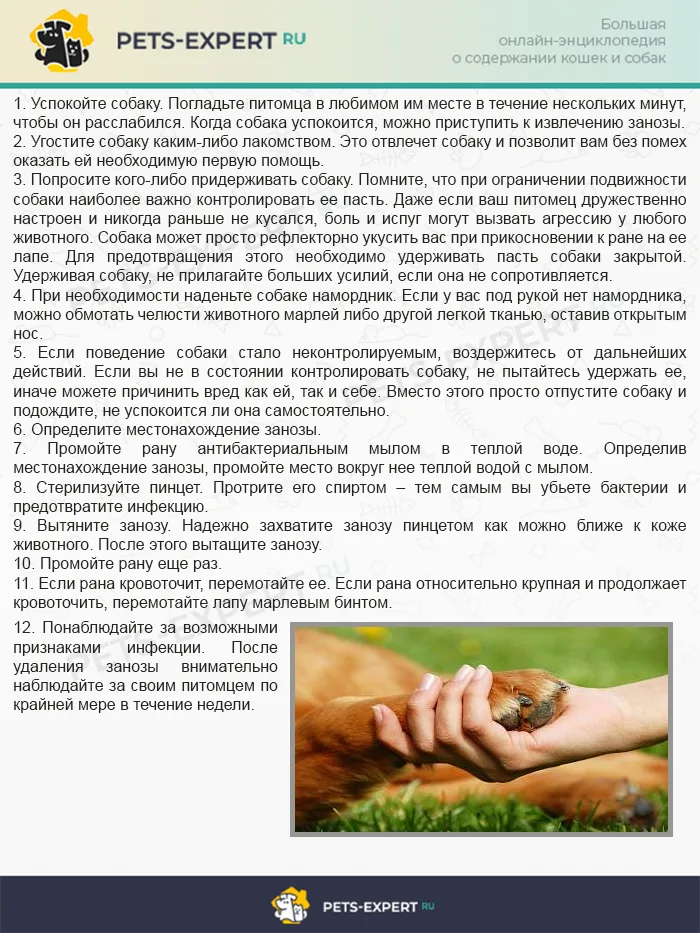 Как вытащить занозу из лапы у собаки