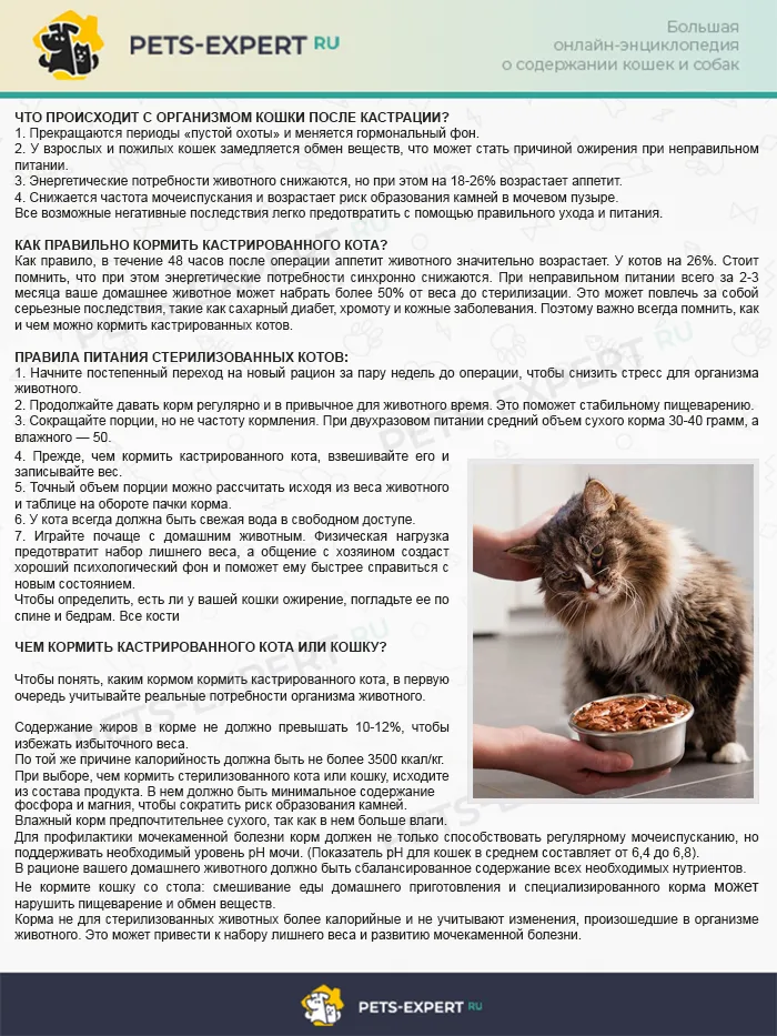 Как кормить кастрированного кота