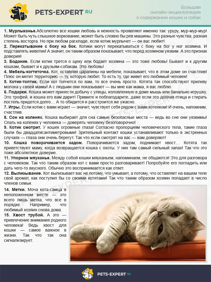 Как кошки проявляют свою любовь