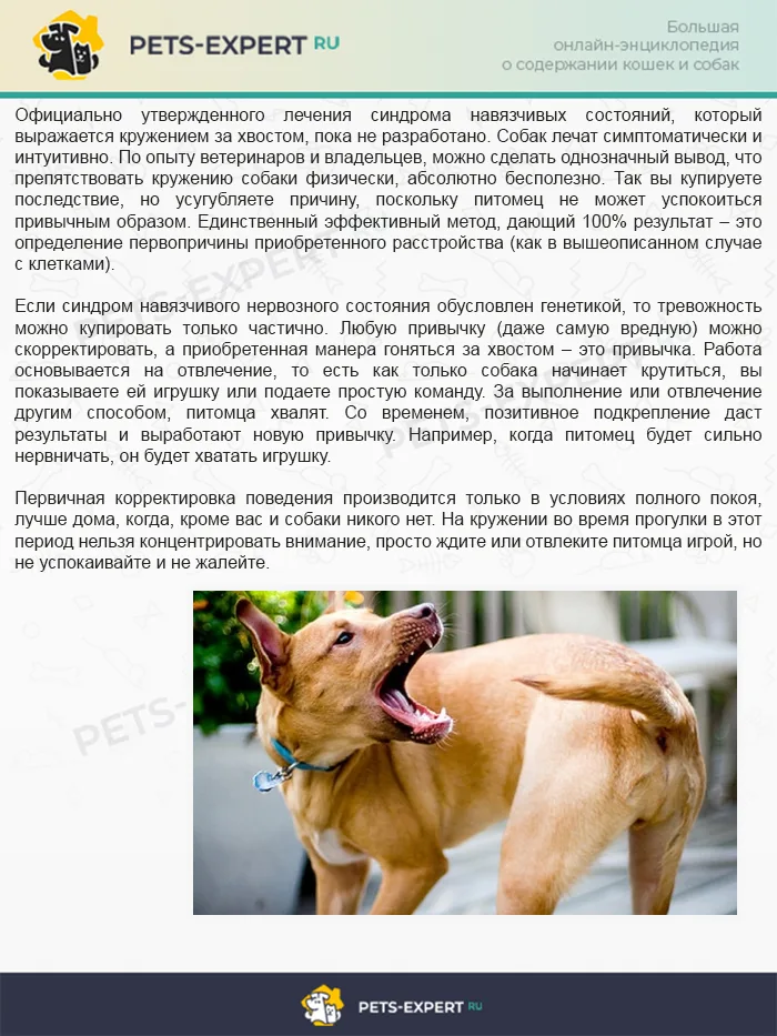 Как отучить собаку бегать за хвостом