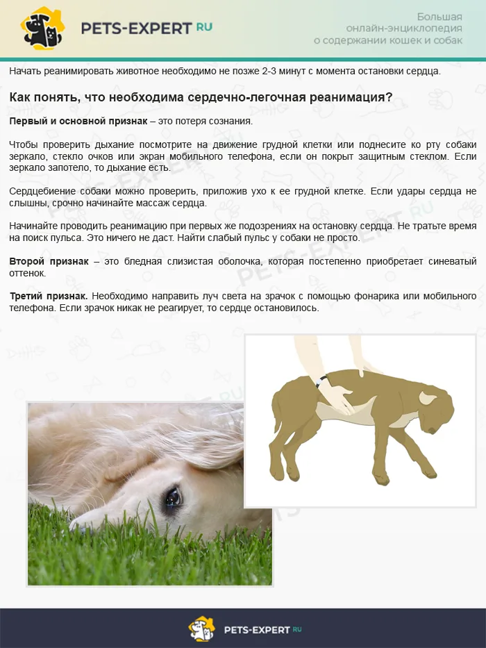Как понять, что собаке необходима сердечно-легочная реанимация