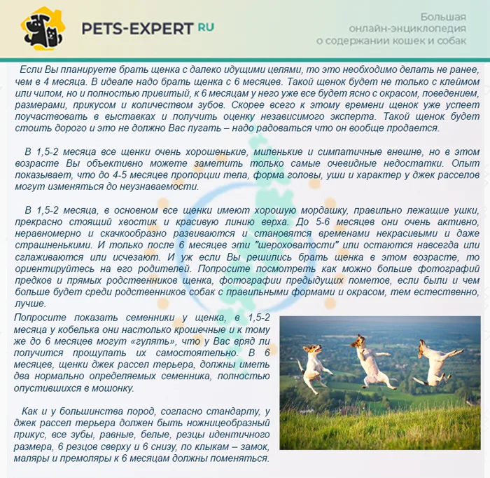 Как правильно выбрать щенка джек-рассел-терьера