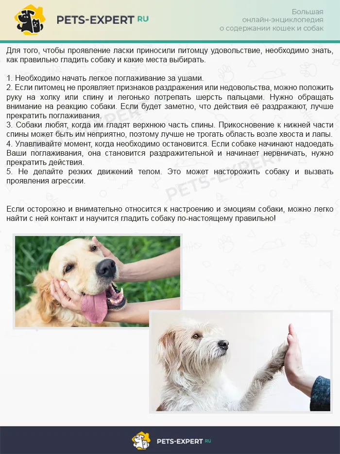 Как правильно гладить собаку