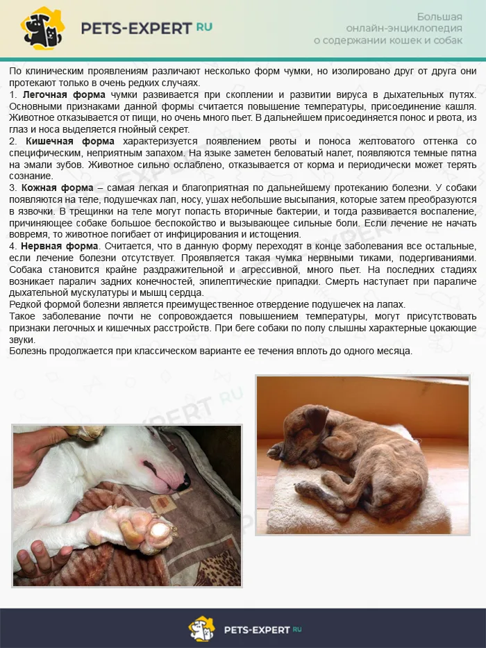 Как проявляется чумка, формы заболевания