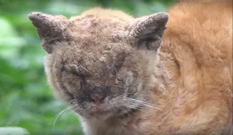 Кот с запущенной стадией нотоэдроза
