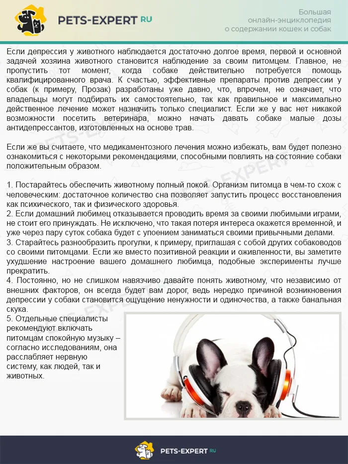 Лечение и профилактика депрессии у собак
